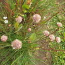 صورة Armeria maritima subsp. andina (Poeppig ex Boiss.) D. M. Moore & Yates