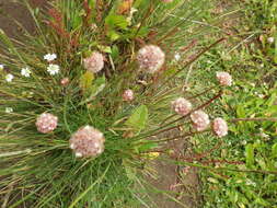 Image of Armeria maritima subsp. andina (Poeppig ex Boiss.) D. M. Moore & Yates