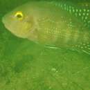 Image of Red breast cichlid