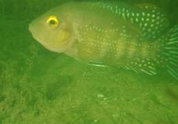 Image of Red breast cichlid