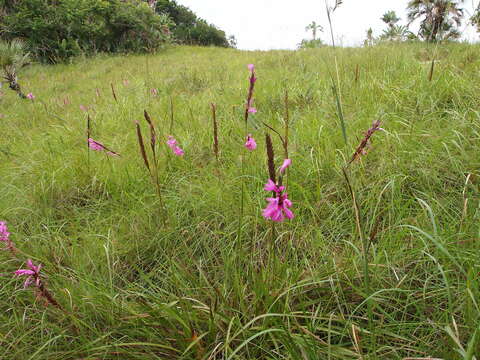 Imagem de Watsonia confusa Goldblatt