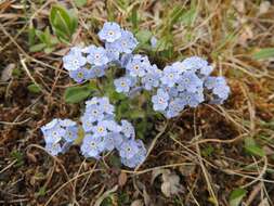 Image de Eritrichium villosum subsp. pulvinatum V. V. Petrovskii