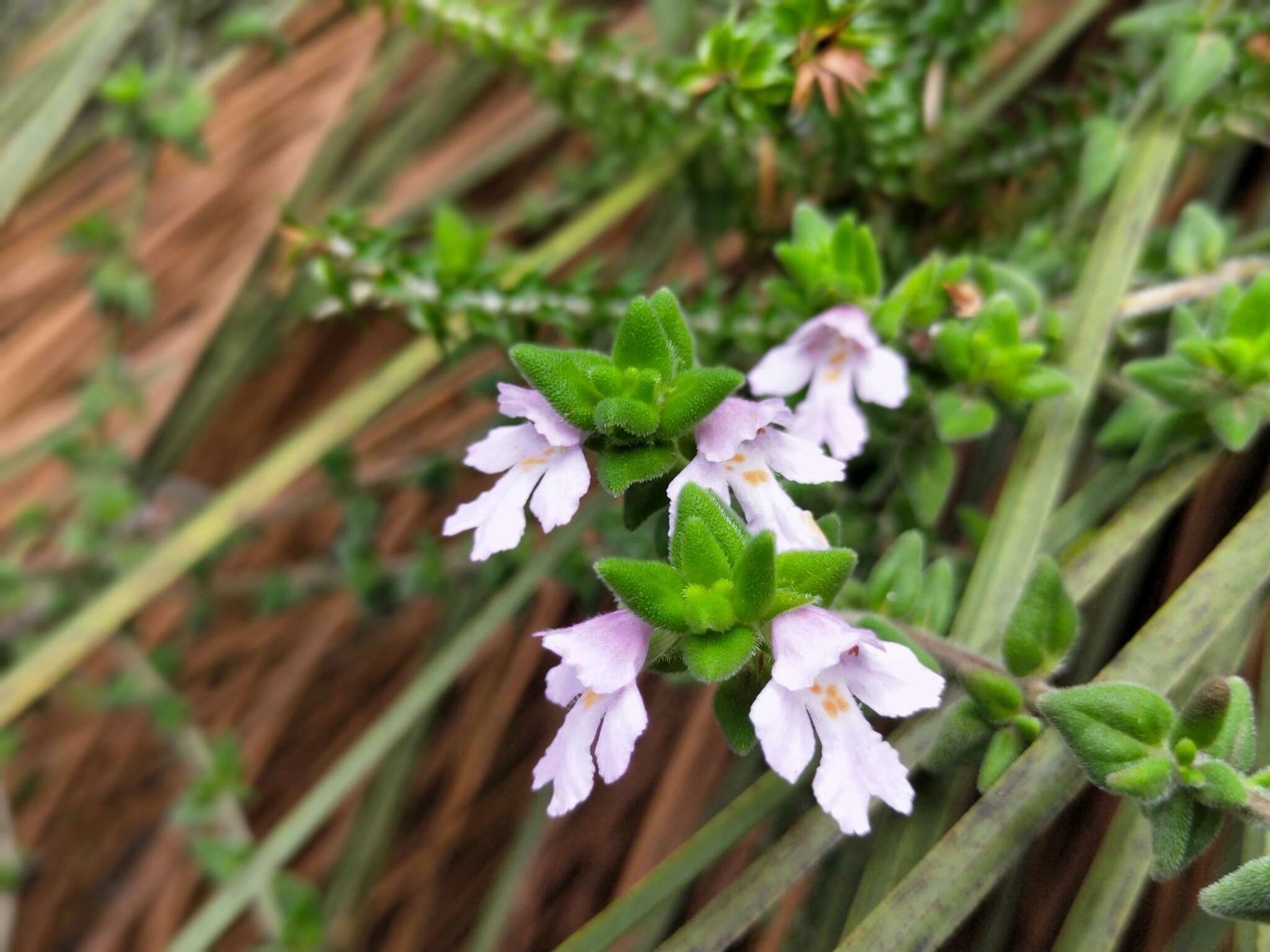 Imagem de Prostanthera densa A. A. Ham.