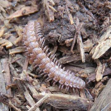 Image of Polydesmus coriaceus Porat 1870