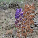 Imagem de Orobanche amoena C. A. Mey.