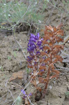 Image de Orobanche amoena C. A. Mey.