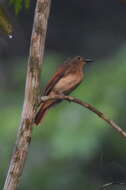 Слика од Philentoma pyrhoptera (Temminck 1836)