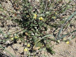 Image of Verbascum pinnatifidum Vahl