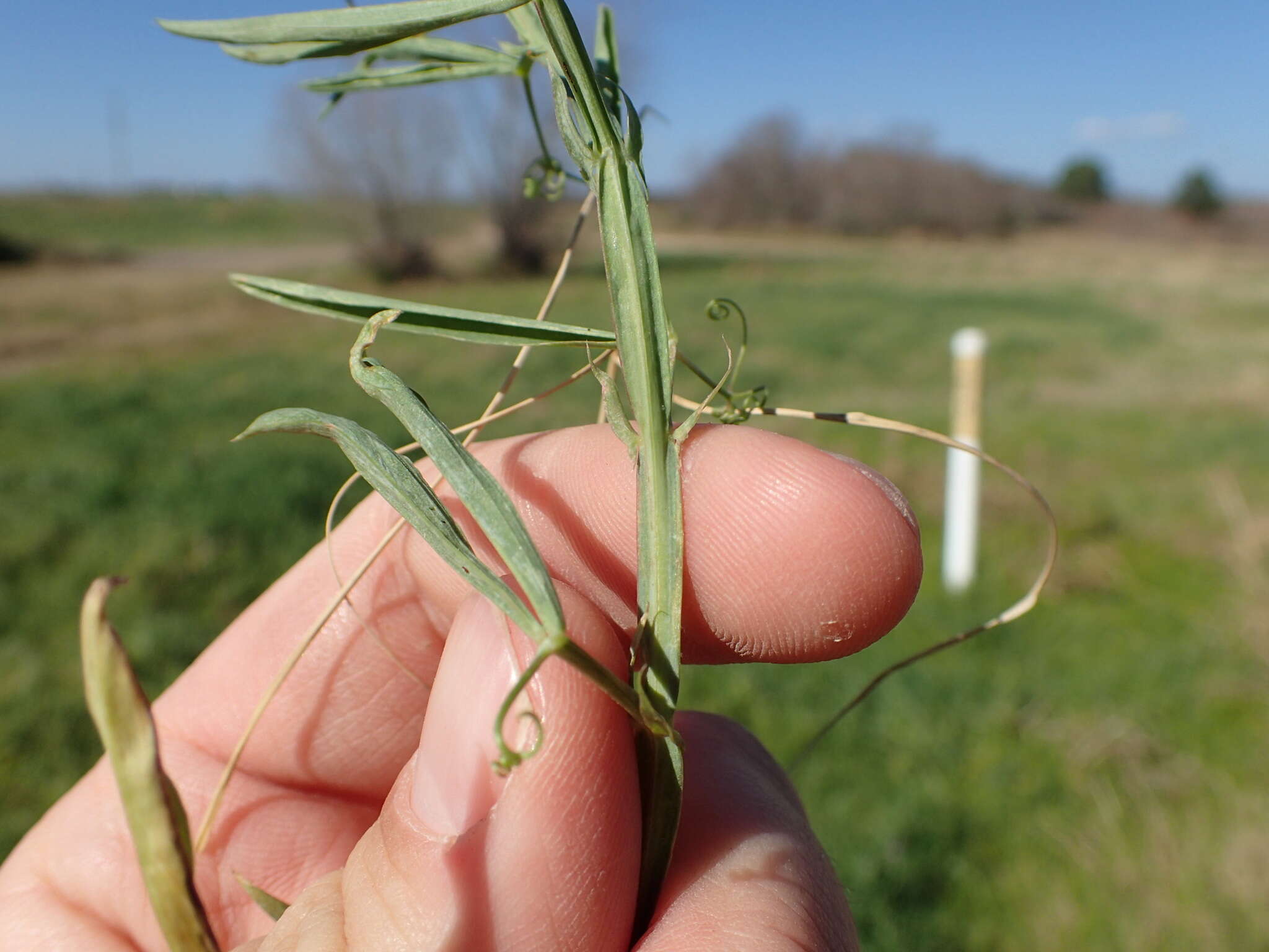 Image of Caley Pea