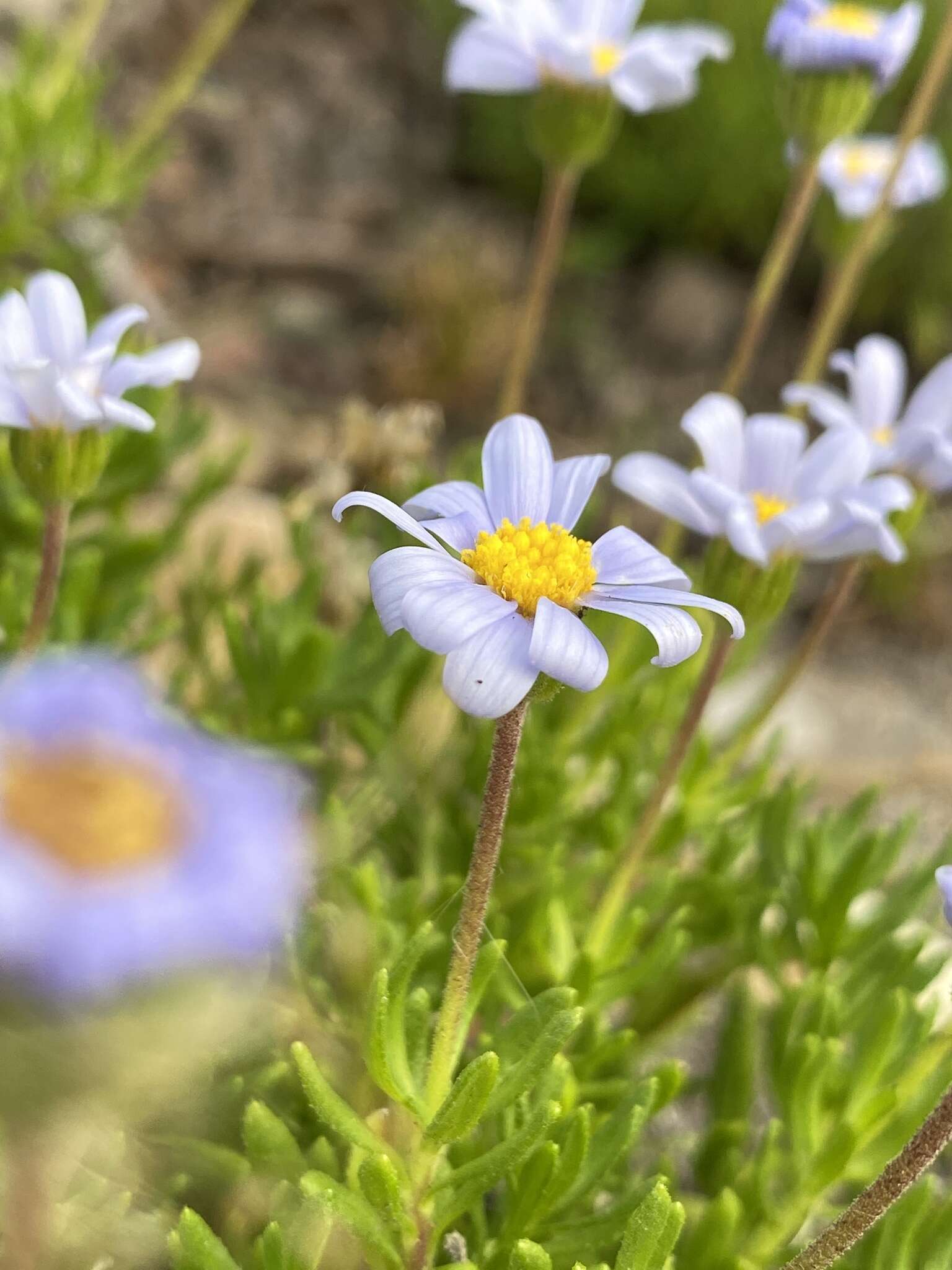 Image of Blue aster