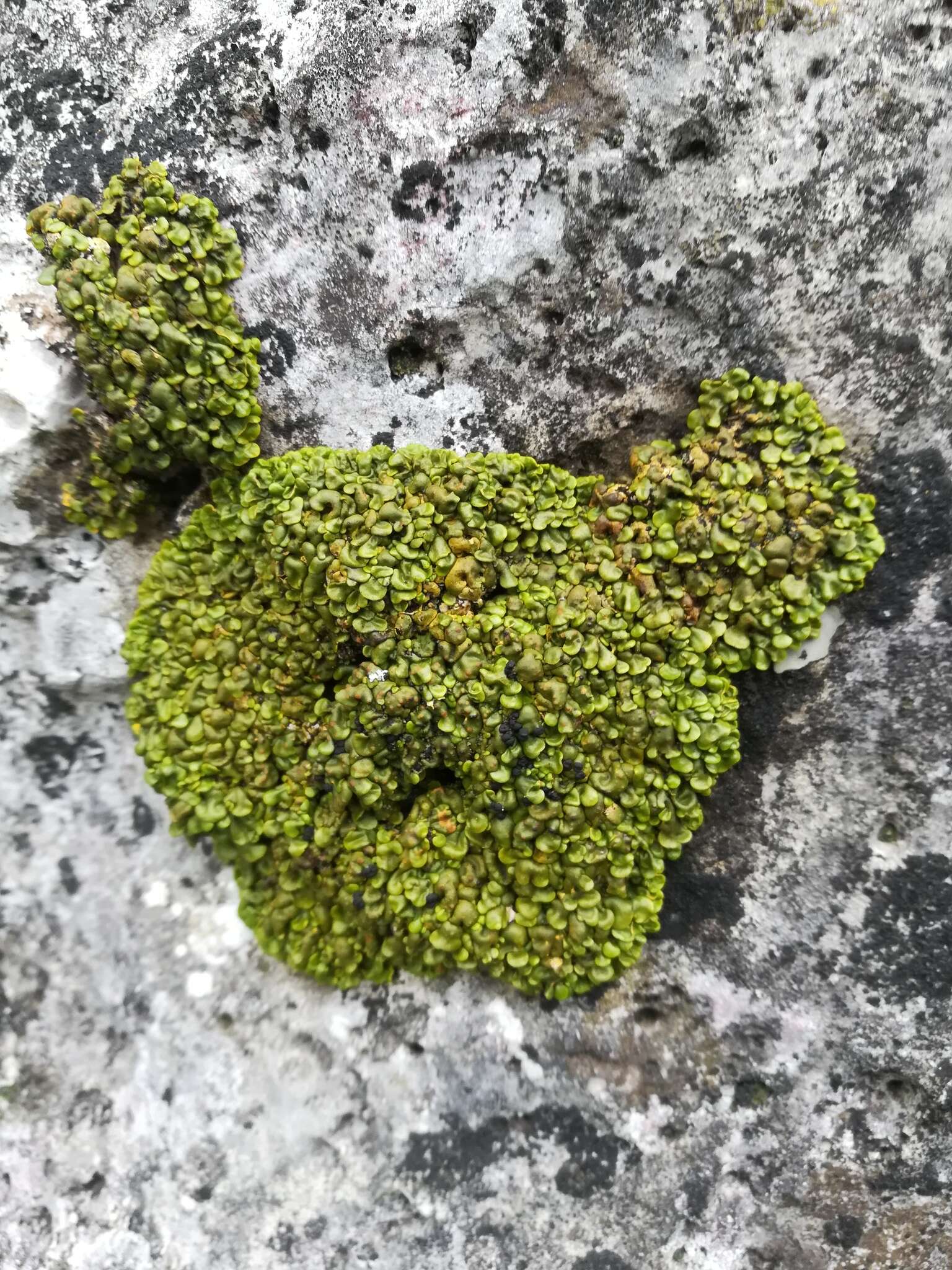 Image of Texas xanthopsorella lichen