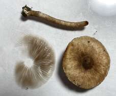 صورة Inocybe curvipes P. Karst. 1890