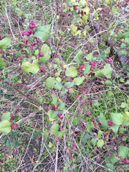 Sivun Symphoricarpos orbiculatus Moench kuva