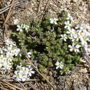 Image of Leptosiphon melingii (Wiggins) J. M. Porter & L. A. Johnson