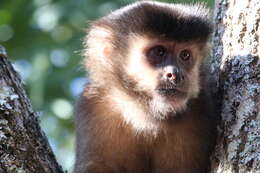 Image of Black Capuchin