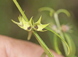 Image of Westringia eremicola A. Cunn. ex Benth.