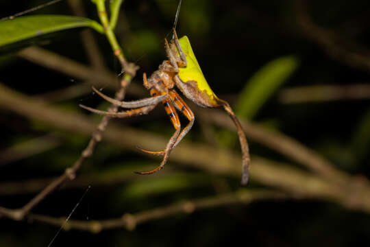 صورة Poltys idae (Ausserer 1871)