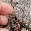 Image of Livermore nailwort