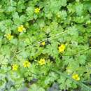 Image of Ranunculus radicans C. A. Mey.