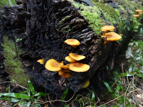 Image of Heimiomyces velutipes (G. Stev.) J. A. Cooper 2014