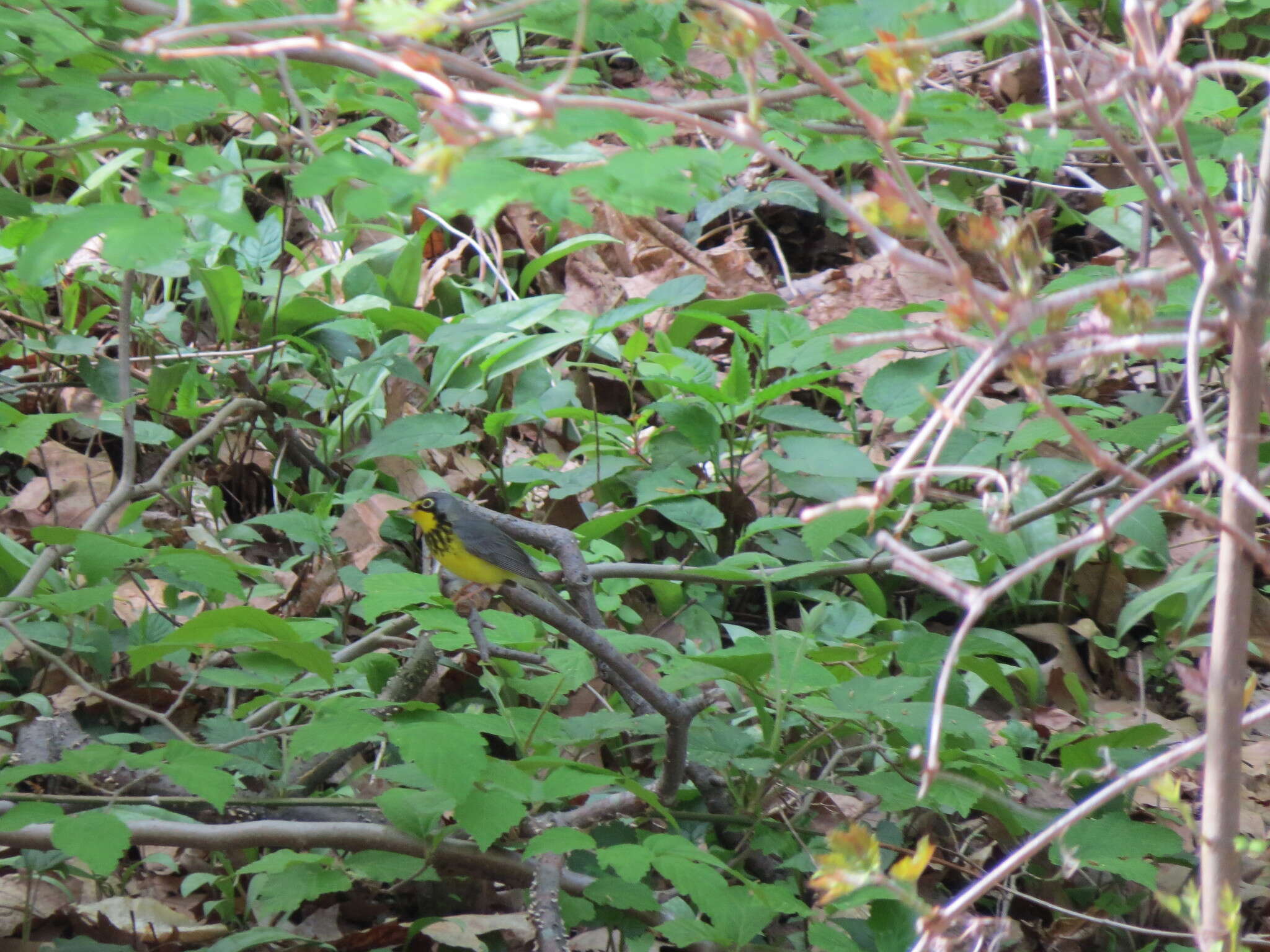 Image of Canada Warbler