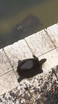 Image of Burmese Flapshell Turtle