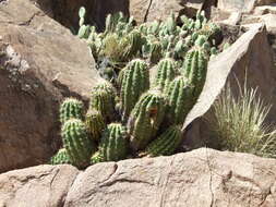 Image of Echinopsis candicans (Gillies ex Salm-Dyck) D. R. Hunt