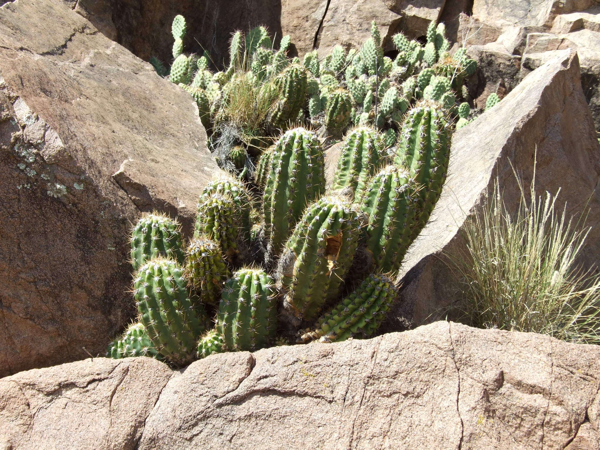 Echinopsis candicans (Gillies ex Salm-Dyck) D. R. Hunt的圖片