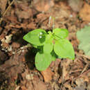 Plancia ëd Galium paradoxum Maxim.