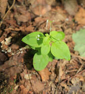 Galium paradoxum Maxim. resmi