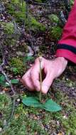 Imagem de Chiloglottis cornuta Hook. fil.