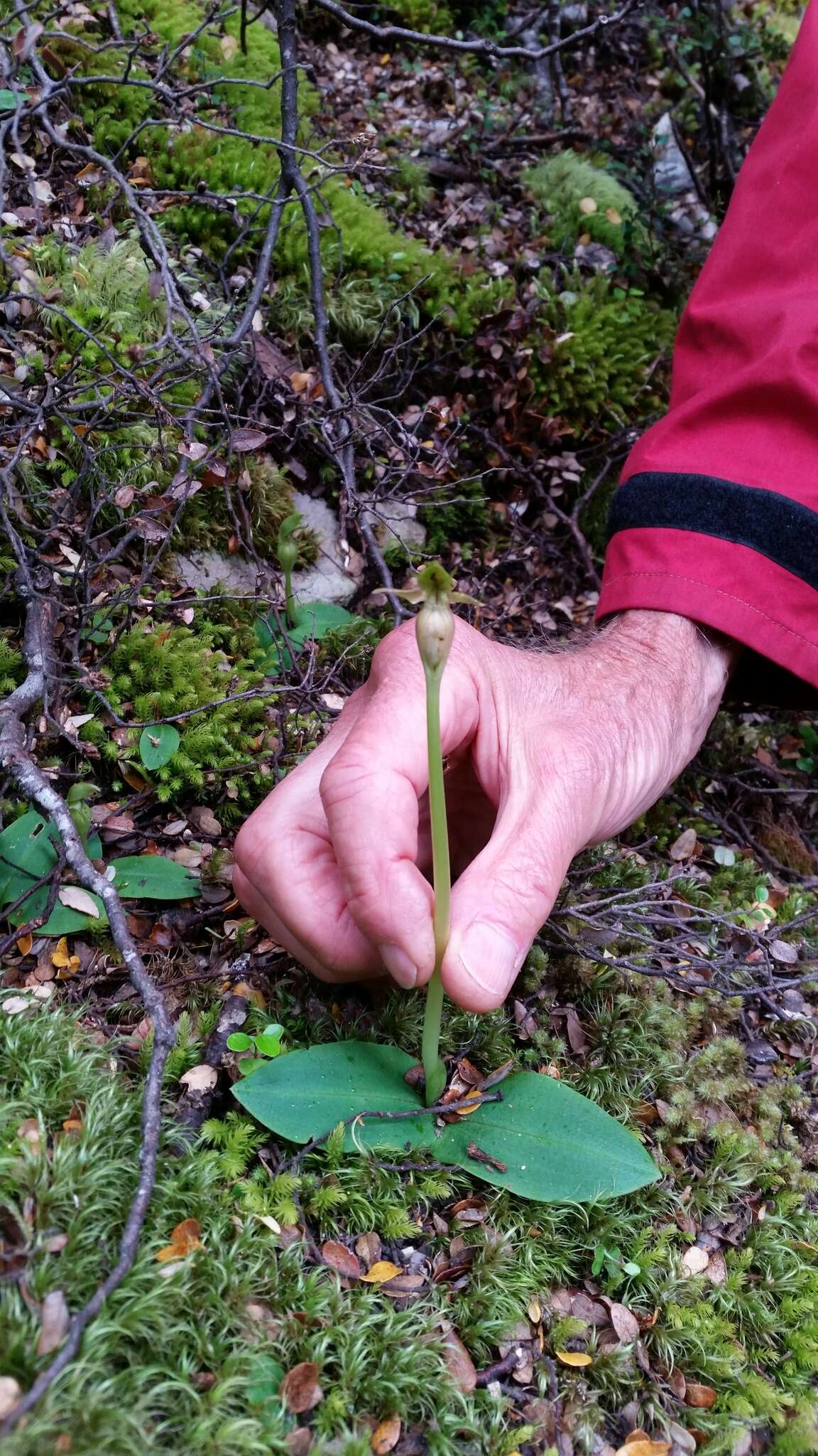 Chiloglottis cornuta Hook. fil. resmi