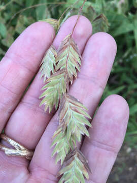 Image de Chasmanthium latifolium (Michx.) H. O. Yates