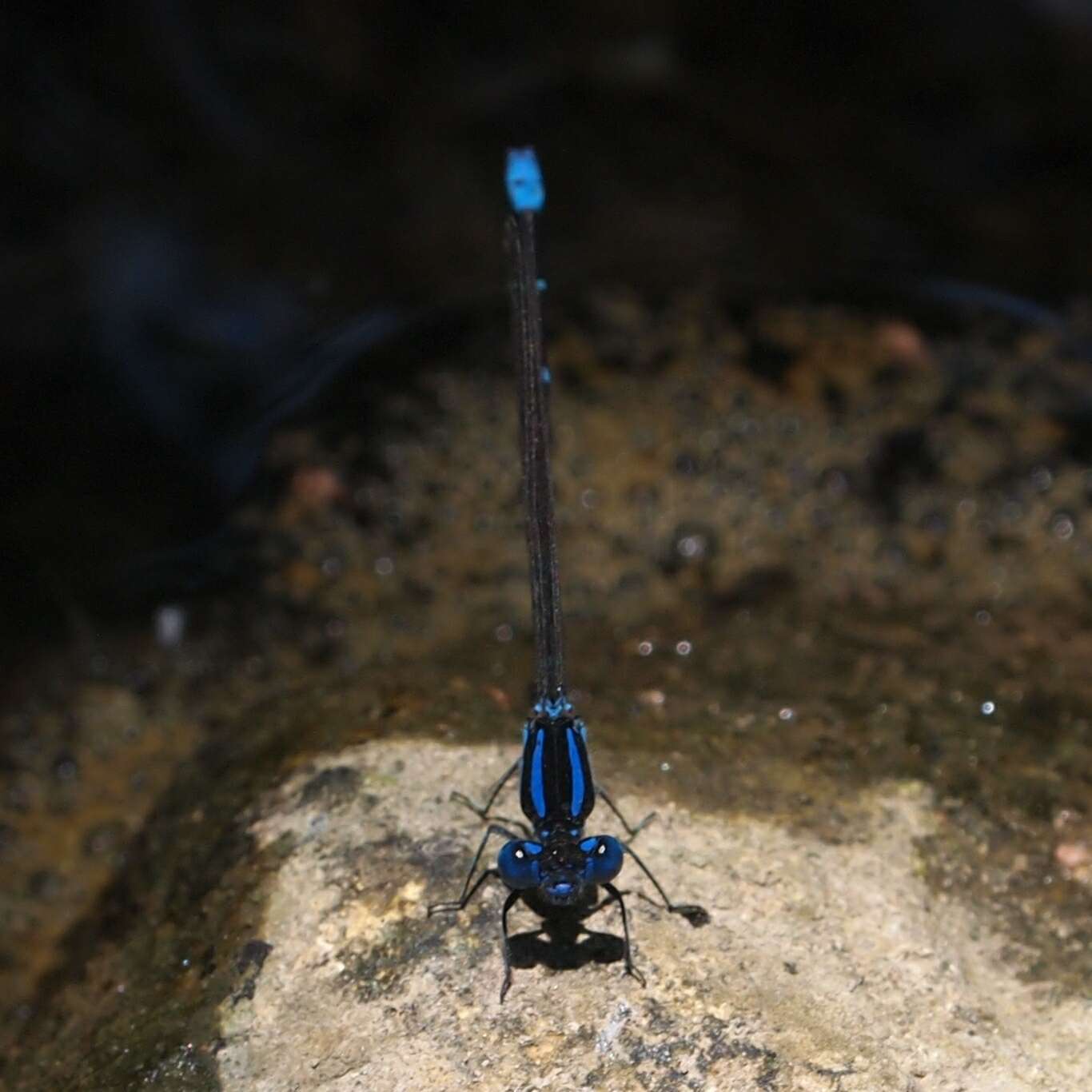 Image of Blue-ringed Dancer