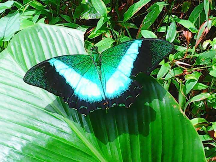 Image of Malabar Banded Peacock