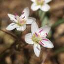 Слика од Claytonia serpenticola Stoughton