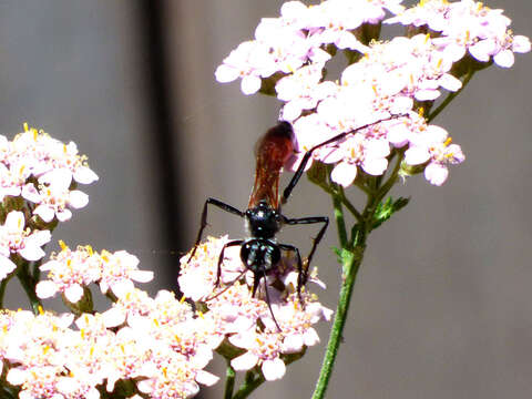 Image de Podalonia tydei suspiciosa (F. Smith 1856)