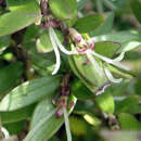 Image of Coprosma propinqua var. martini W. R. B. Oliv.