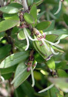 Image of Coprosma propinqua var. martini W. R. B. Oliv.