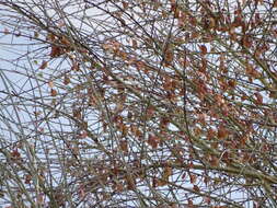 Image of Blue-leaf bauhinia