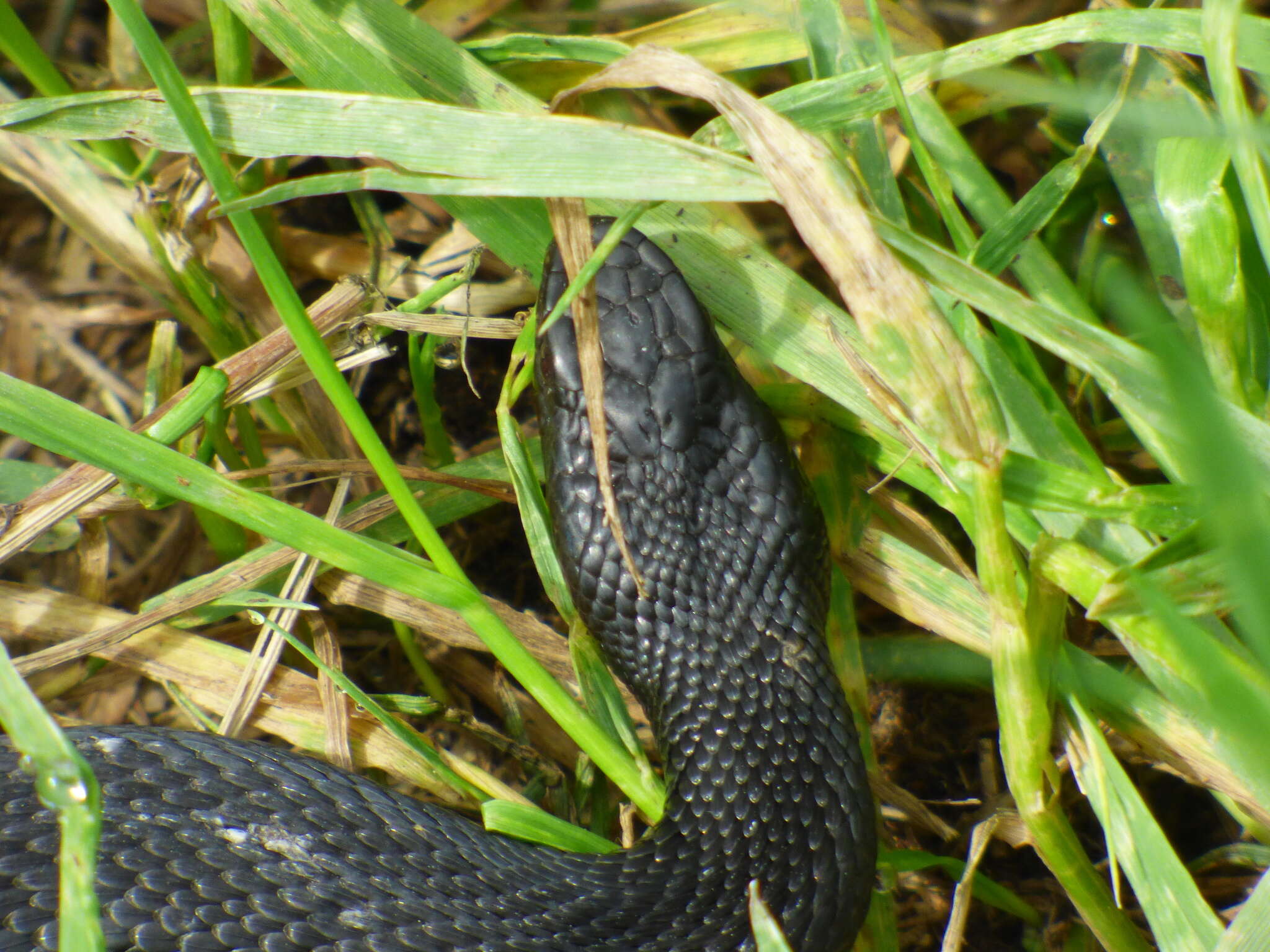 Image of Nikolsky's Viper