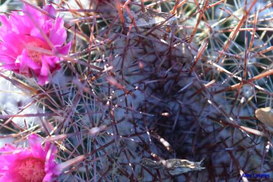 Image of Mammillaria standleyi (Britton & Rose) Orcutt