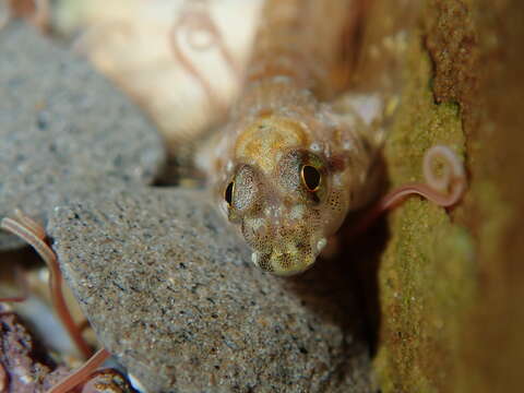 Image of Eastern Jumping Blenny