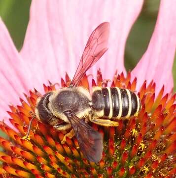 Image of Pugnacious Leaf-cutter Bee