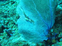 Image of Caribbean sea fan