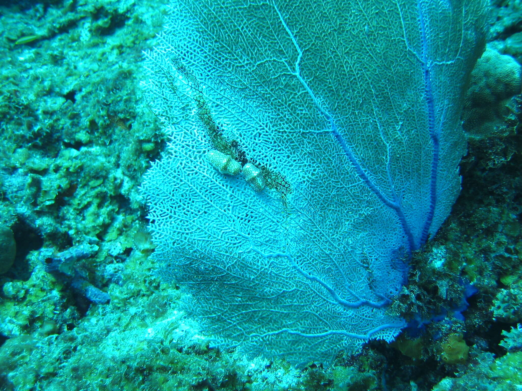 Image of Caribbean sea fan