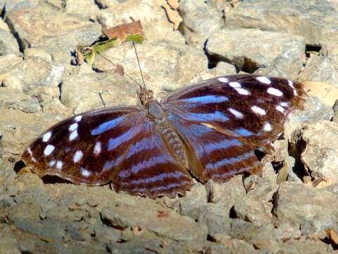 Image of Mexican Bluewing