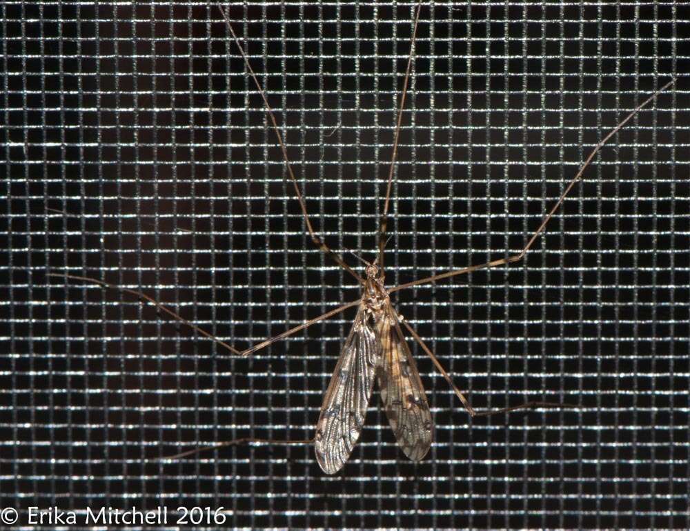 Image of <i>Limonia cinctipes</i>