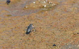 Image of Calomera littoralis fiorii