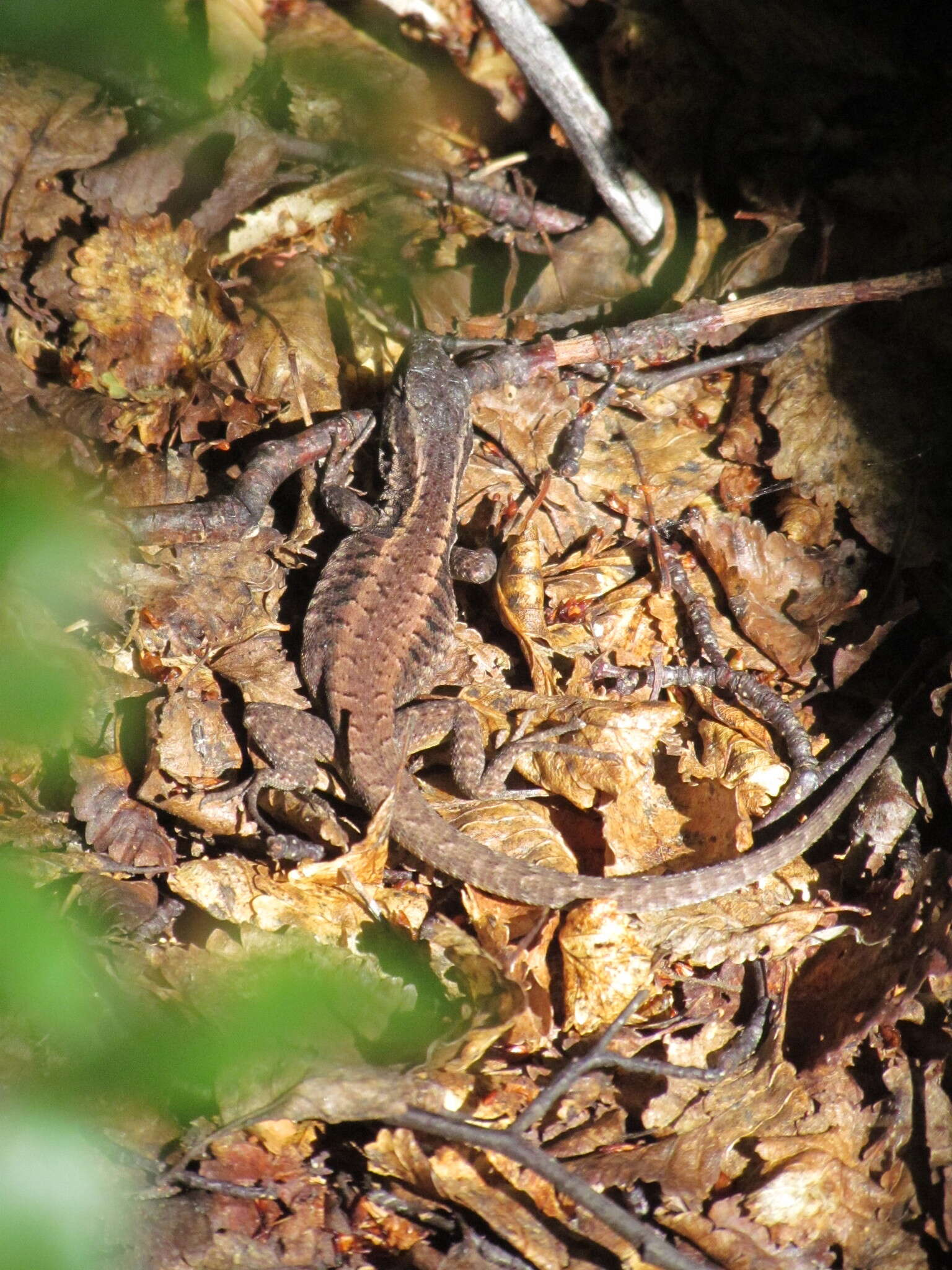 Image of Painted Tree Iguana